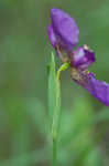 Propeller flower